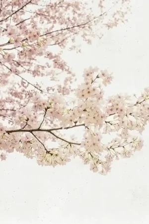 Papier peint panoramique Blossom Almond Tree Nouvelle Collection