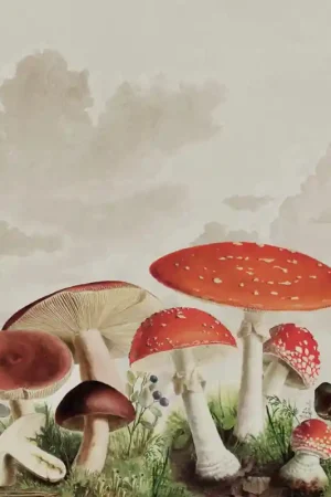Soldes Papier peint panoramique Mushrooms