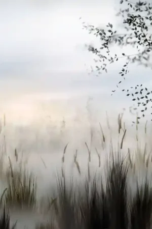 Papier peint panoramique Etang dans la Brume Achetez Aujourd'hui