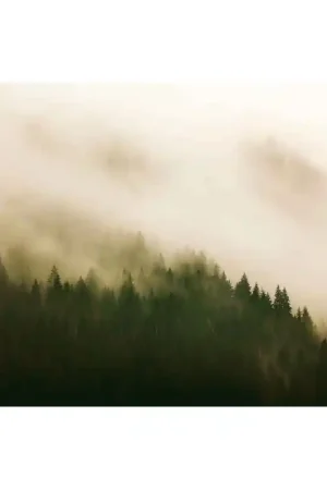 Papier peint panoramique Into the woods Fire Forest Prix Cassé