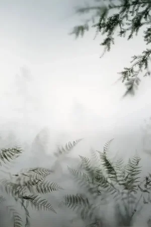 Papier peint panoramique Orée de Forêt dans la Brume Commande En Gros