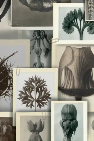 Papier peint panoramique Blossfeldt‘s Art Forms Produit De Marque