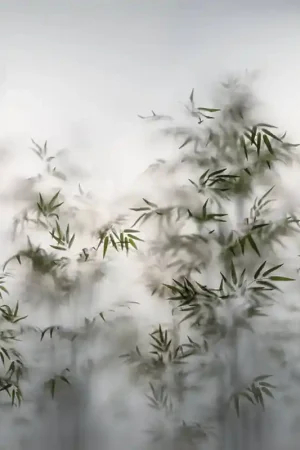 Papier peint panoramique Bambous dans la Brume Prix Réduit